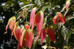 Cinnamomum sulphuratum